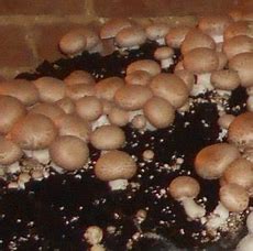champignons bruns